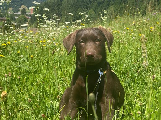 A welcoming boutique hotel in Montafon A welcoming boutique hotel in Montafon